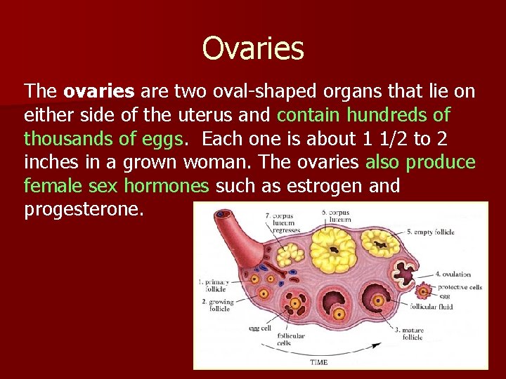 Ovaries The ovaries are two oval-shaped organs that lie on either side of the