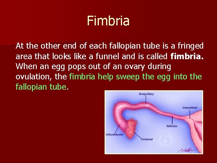 Fimbria At the other end of each fallopian tube is a fringed area that
