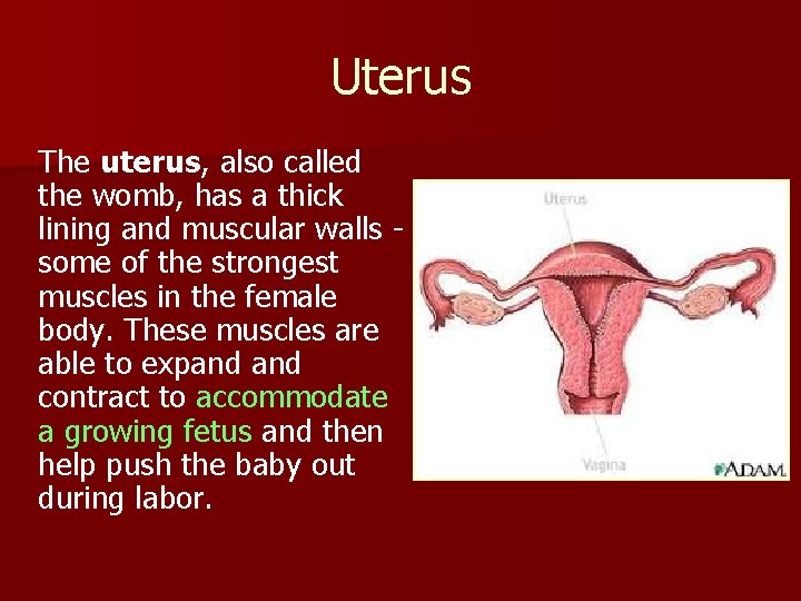 Uterus The uterus, also called the womb, has a thick lining and muscular walls