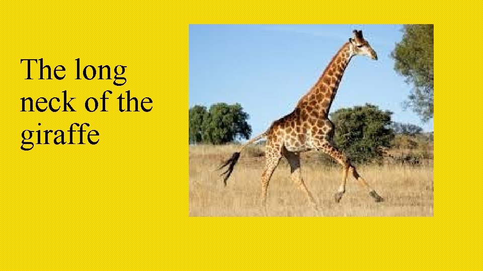 The long neck of the giraffe 