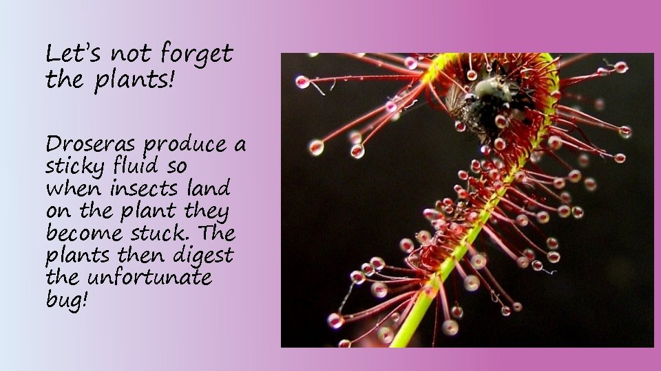 Let’s not forget the plants! Droseras produce a sticky fluid so when insects land