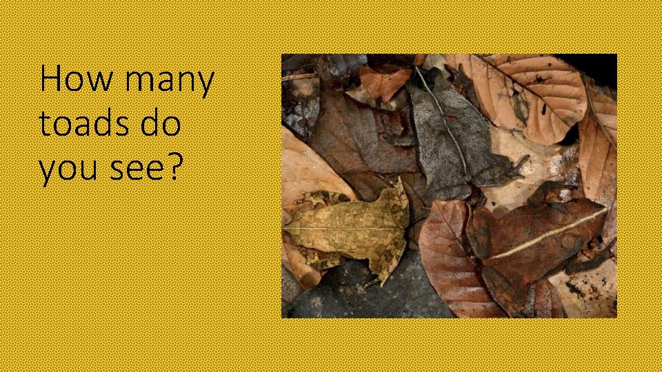 How many toads do you see? 