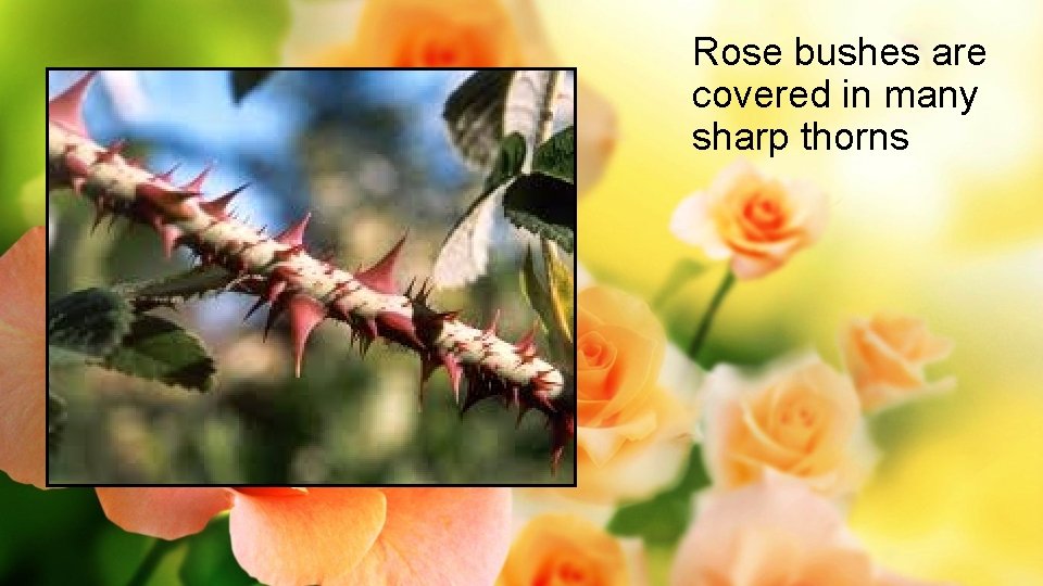 Rose bushes are covered in many sharp thorns 