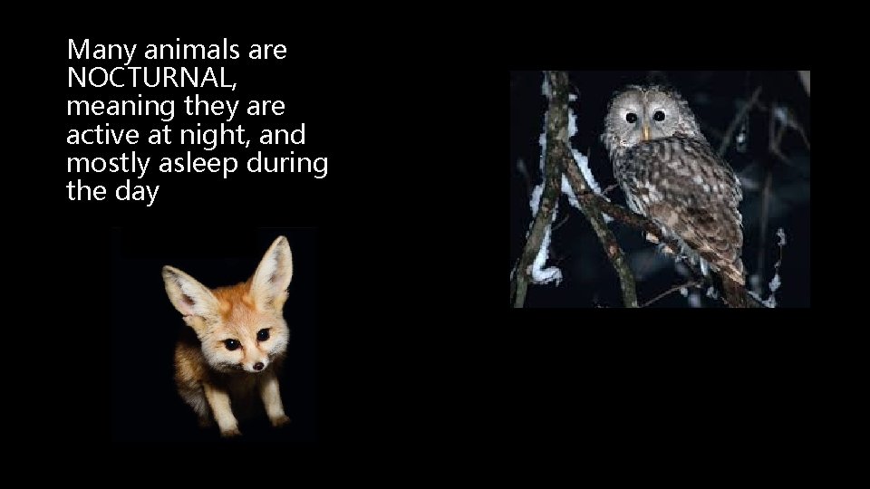 Many animals are NOCTURNAL, meaning they are active at night, and mostly asleep during