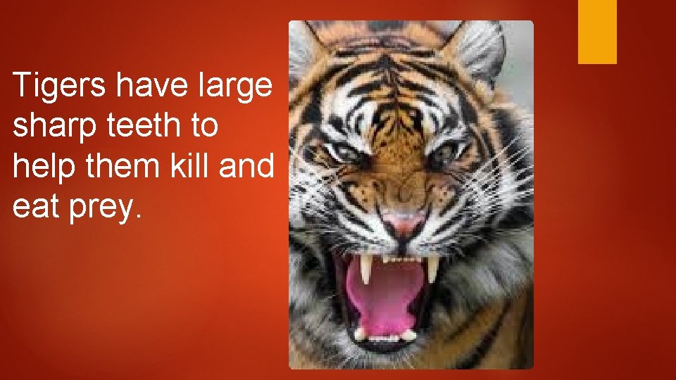 Tigers have large sharp teeth to help them kill and eat prey. 