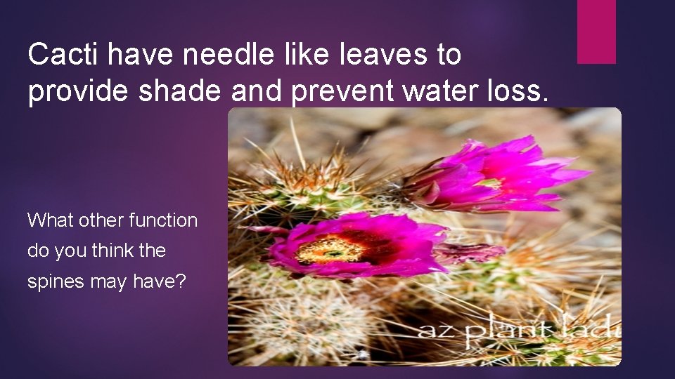 Cacti have needle like leaves to provide shade and prevent water loss. What other