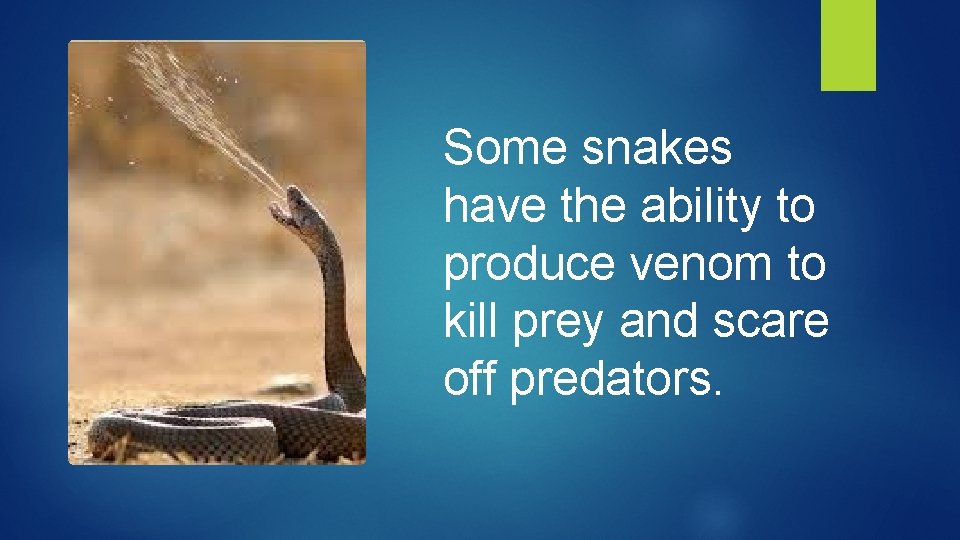 Some snakes have the ability to produce venom to kill prey and scare off