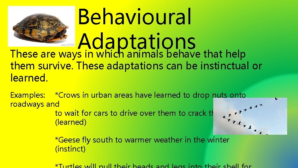 Behavioural Adaptations These are ways in which animals behave that help them survive. These