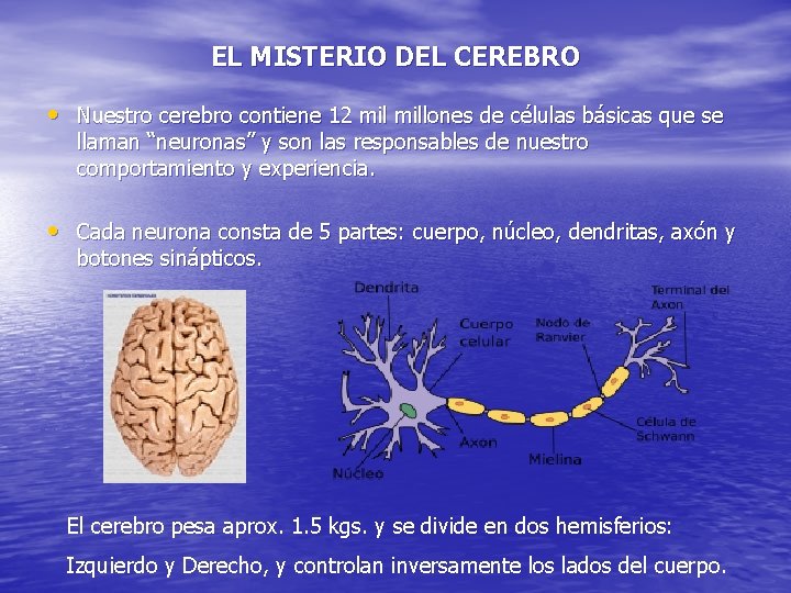 EL MISTERIO DEL CEREBRO • Nuestro cerebro contiene 12 millones de células básicas que