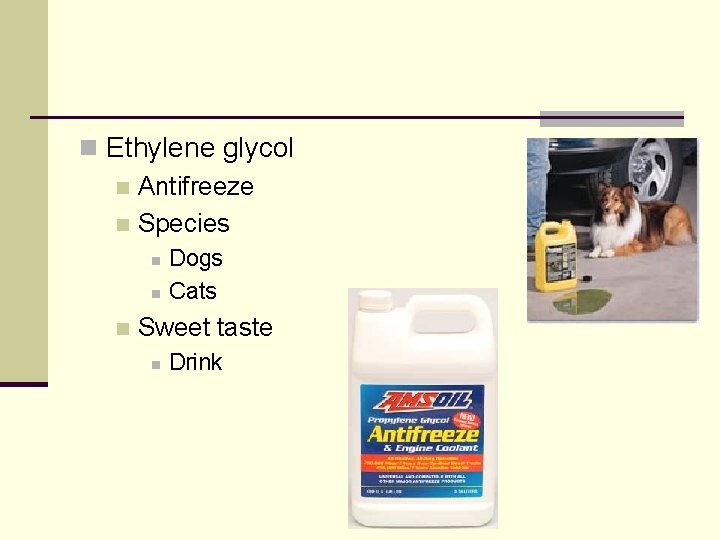 n Ethylene glycol n Antifreeze n Species n n n Dogs Cats Sweet taste