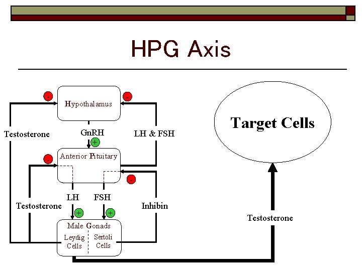 HPG Axis - Hypothalamus Gn. RH + Testosterone - - LH & FSH Target