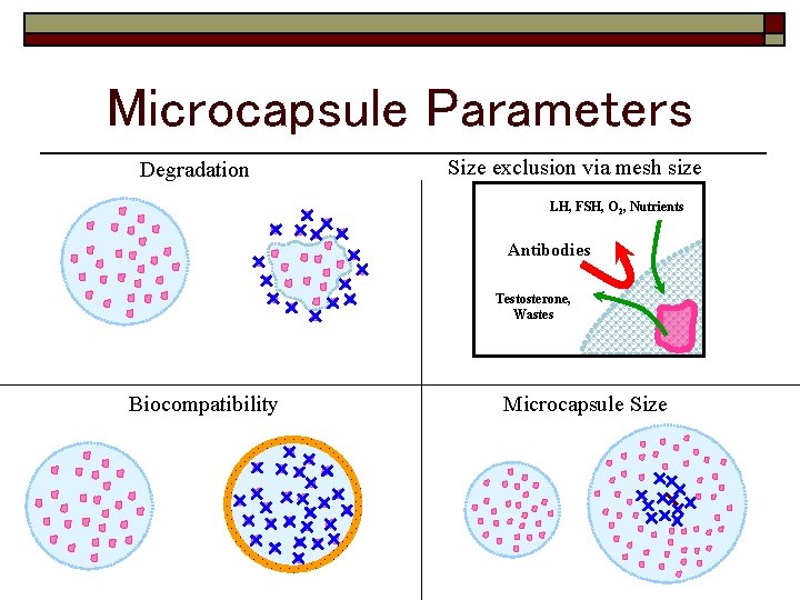 Microcapsule Parameters Degradation Size exclusion via mesh size LH, FSH, O 2, Nutrients Antibodies