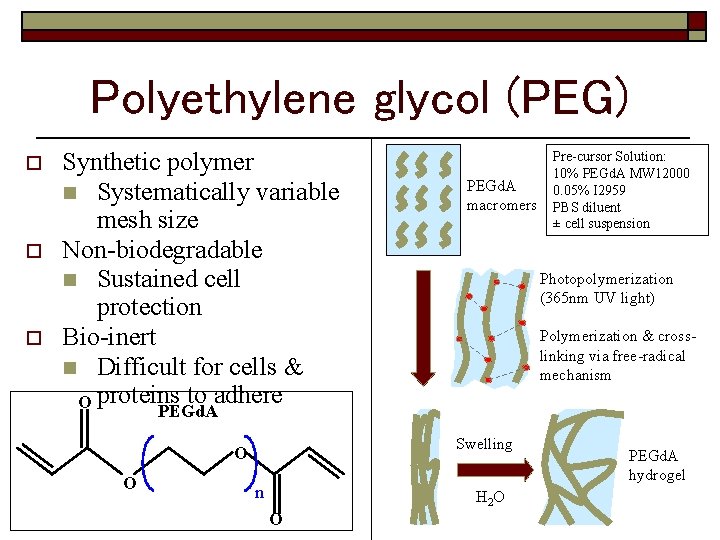 Polyethylene glycol (PEG) o o Synthetic polymer n Systematically variable mesh size Non-biodegradable n