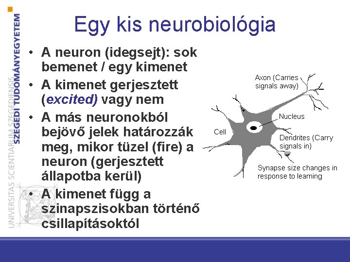Egy kis neurobiológia • A neuron (idegsejt): sok bemenet / egy kimenet • A