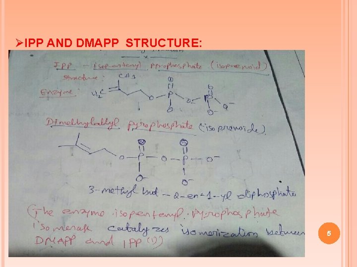 ØIPP AND DMAPP STRUCTURE: 5 