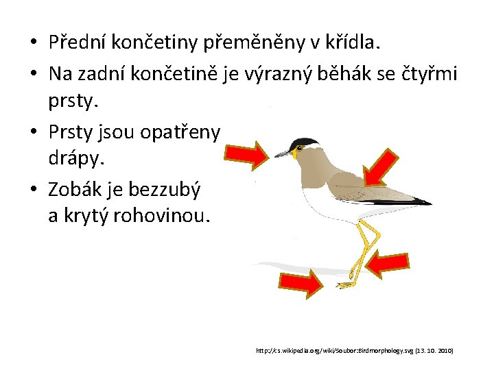  • Přední končetiny přeměněny v křídla. • Na zadní končetině je výrazný běhák