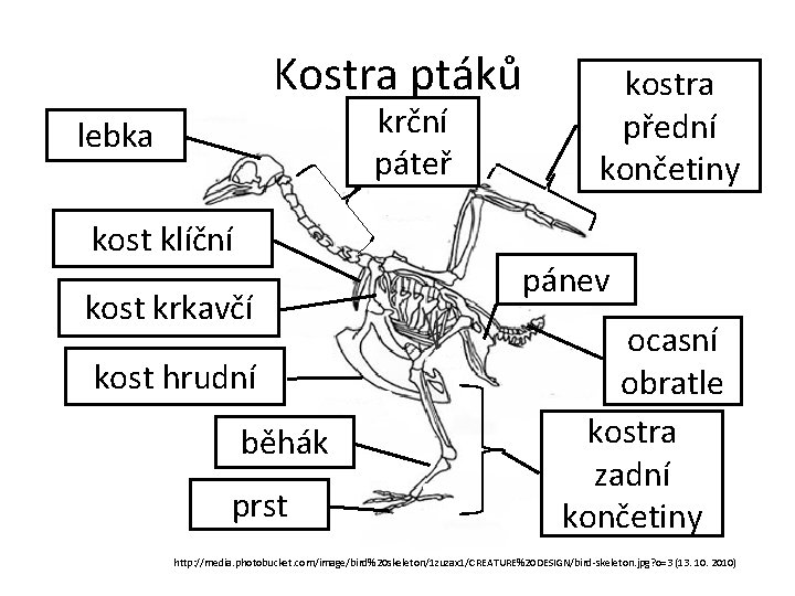 Kostra ptáků krční páteř lebka kost klíční kost krkavčí kost hrudní běhák prst kostra