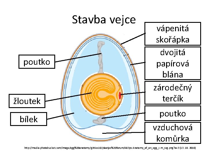 Stavba vejce poutko žloutek bílek vápenitá skořápka dvojitá papírová blána zárodečný terčík poutko vzduchová