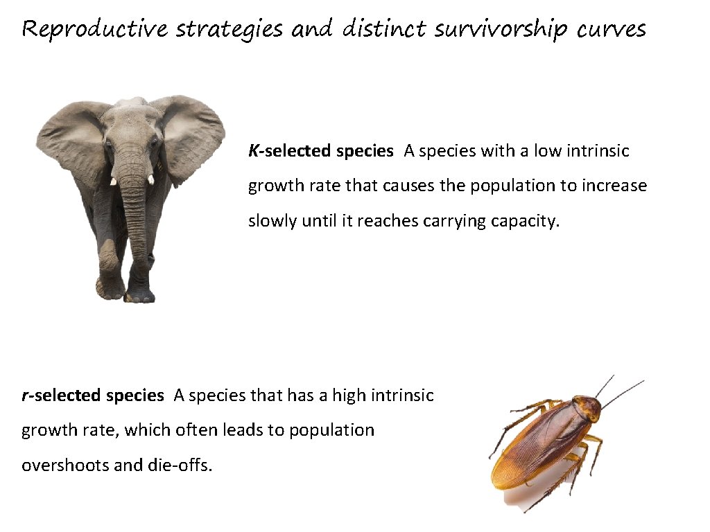Reproductive strategies and distinct survivorship curves K-selected species A species with a low intrinsic