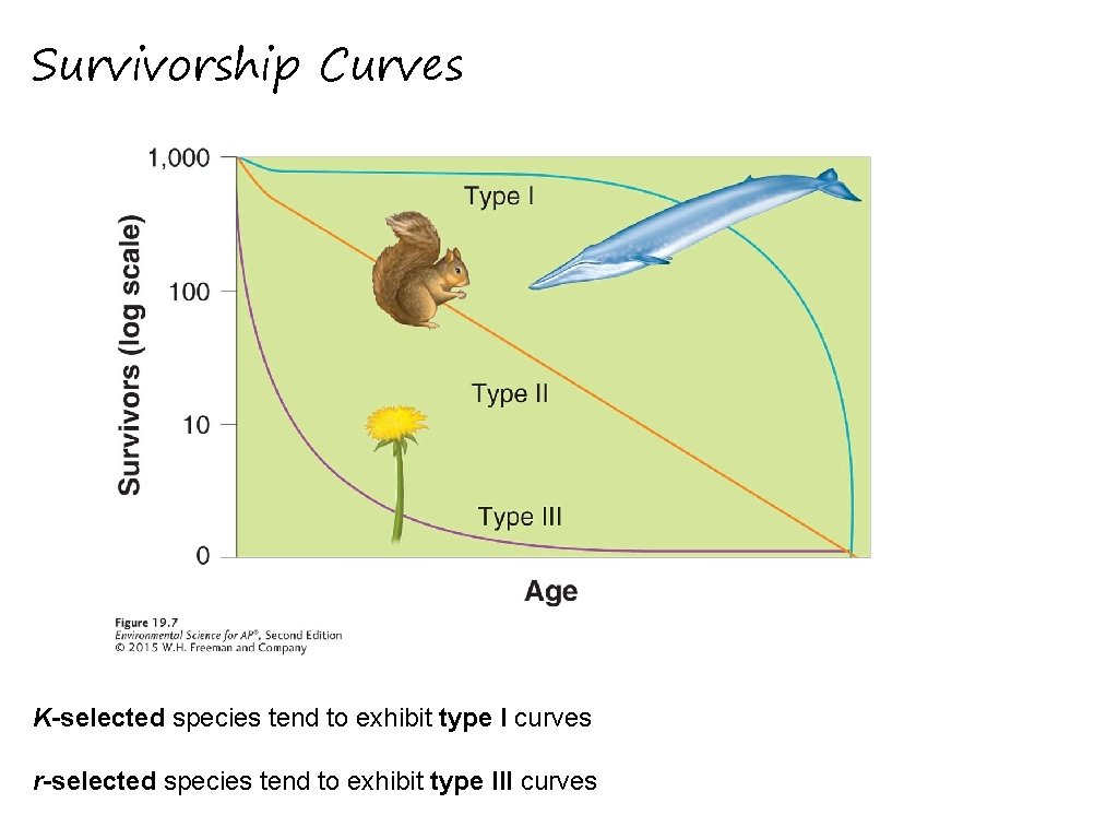 Survivorship Curves K-selected species tend to exhibit type I curves r-selected species tend to