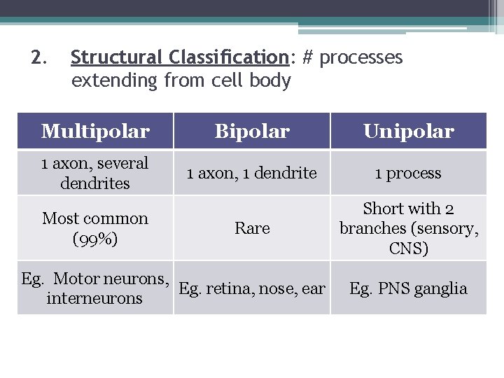 2. Structural Classification: # processes extending from cell body Multipolar Bipolar Unipolar 1 axon,