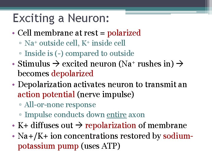 Exciting a Neuron: • Cell membrane at rest = polarized ▫ Na+ outside cell,