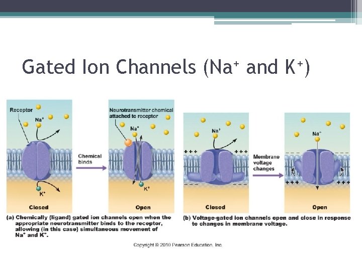 Gated Ion Channels (Na+ and K+) 