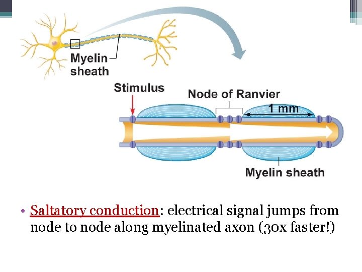  • Saltatory conduction: conduction electrical signal jumps from node to node along myelinated