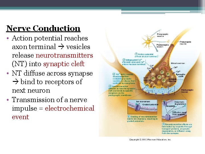 Nerve Conduction • Action potential reaches axon terminal vesicles release neurotransmitters (NT) into synaptic