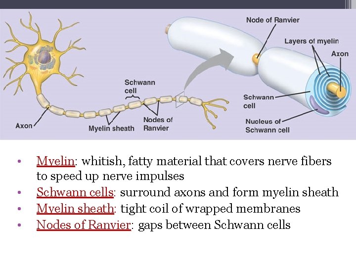  • • Myelin: whitish, fatty material that covers nerve fibers to speed up