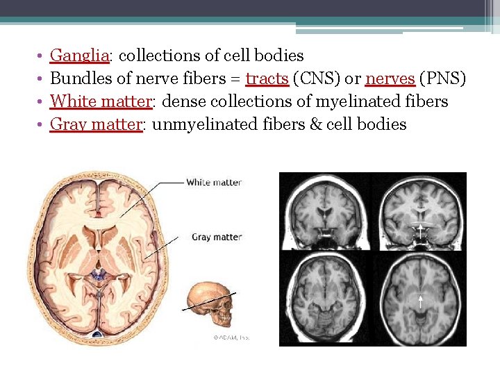  • • Ganglia: Ganglia collections of cell bodies Bundles of nerve fibers =