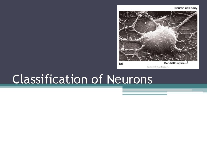 Classification of Neurons 