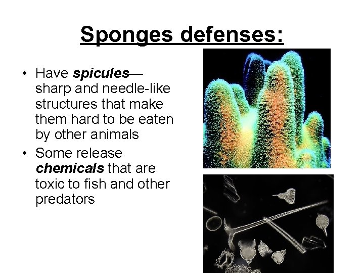 Sponges PhylumPorifera Characteristics of sponges Asymmetricalsessile