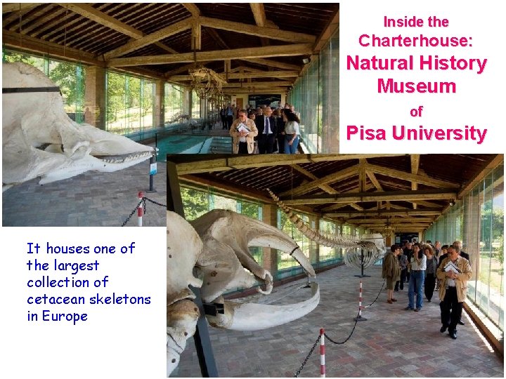 Inside the Charterhouse: Natural History Museum of Pisa University It houses one of the