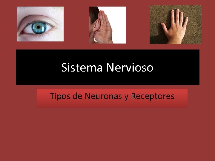 Sistema Nervioso Tipos de Neuronas y Receptores Sistema Nervioso Tipos de Neuronas y Receptores