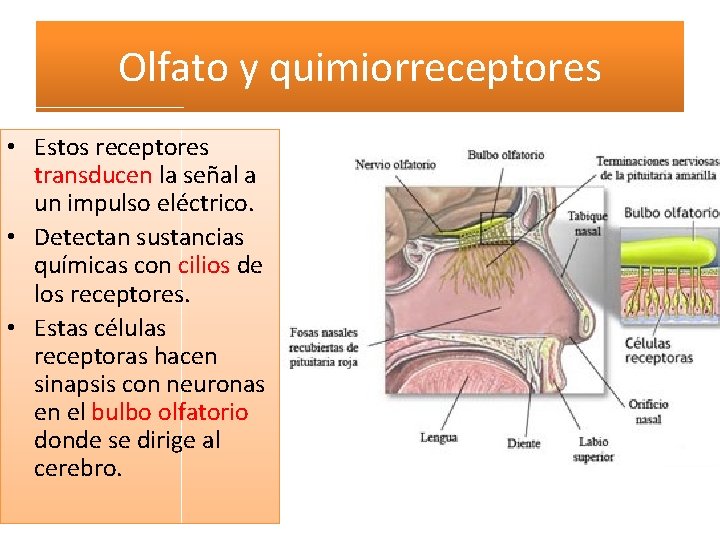 Olfato y quimiorreceptores • Estos receptores transducen la señal a un impulso eléctrico. • Olfato y quimiorreceptores • Estos receptores transducen la señal a un impulso eléctrico. •