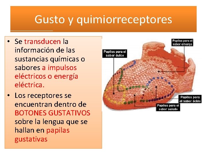 Gusto y quimiorreceptores • Se transducen la información de las sustancias químicas o sabores Gusto y quimiorreceptores • Se transducen la información de las sustancias químicas o sabores