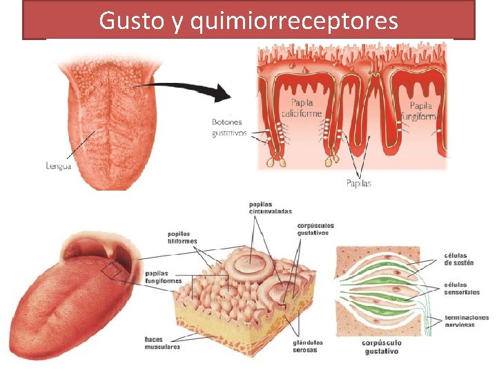 Gusto y quimiorreceptores Gusto y quimiorreceptores