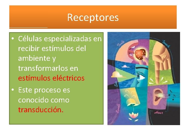 Receptores • Células especializadas en recibir estímulos del ambiente y transformarlos en estímulos eléctricos Receptores • Células especializadas en recibir estímulos del ambiente y transformarlos en estímulos eléctricos