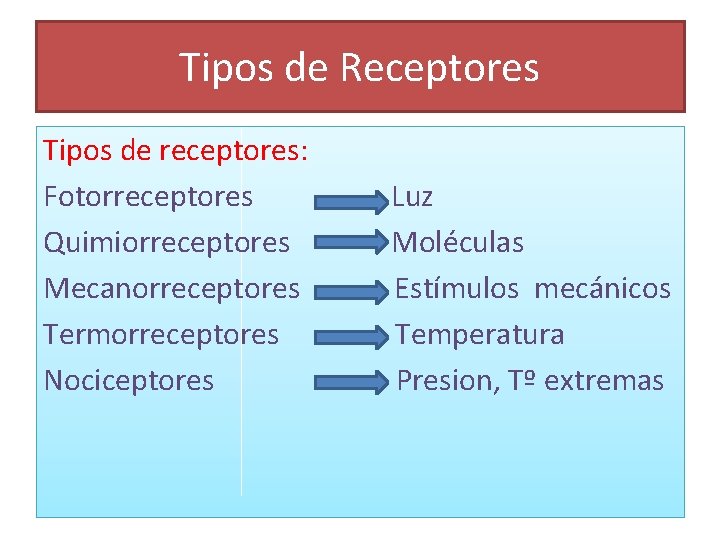 Tipos de Receptores Tipos de receptores: Fotorreceptores Quimiorreceptores Mecanorreceptores Termorreceptores Nociceptores Luz Moléculas Estímulos Tipos de Receptores Tipos de receptores: Fotorreceptores Quimiorreceptores Mecanorreceptores Termorreceptores Nociceptores Luz Moléculas Estímulos