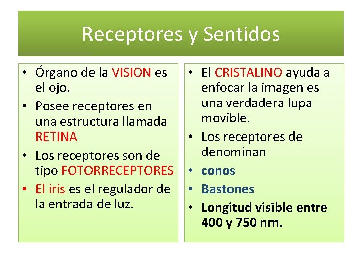 Receptores y Sentidos • Órgano de la VISION es el ojo. • Posee receptores Receptores y Sentidos • Órgano de la VISION es el ojo. • Posee receptores