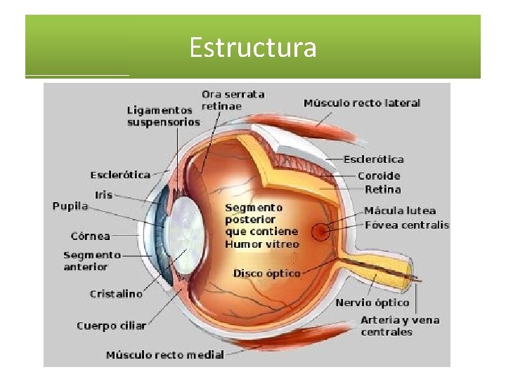 Estructura Estructura