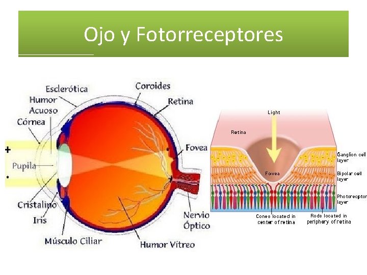 Ojo y Fotorreceptores Ojo y Fotorreceptores