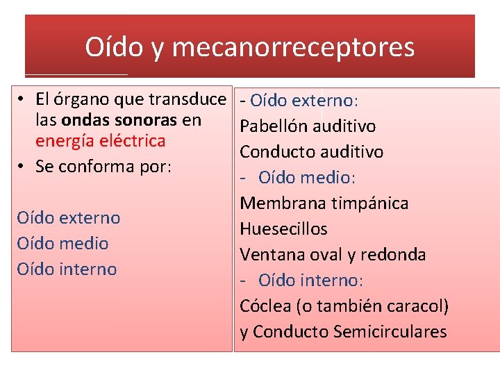 Oído y mecanorreceptores • El órgano que transduce - Oído externo: las ondas sonoras Oído y mecanorreceptores • El órgano que transduce - Oído externo: las ondas sonoras