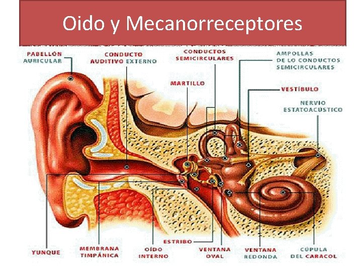 Oido y Mecanorreceptores Oido y Mecanorreceptores