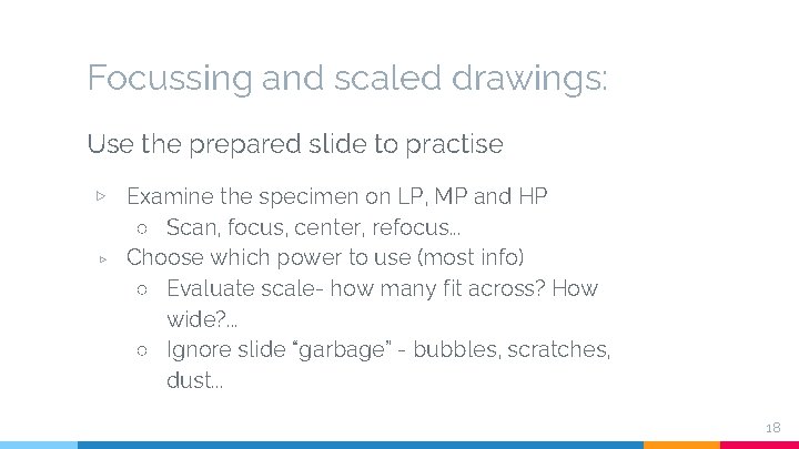 Focussing and scaled drawings: Use the prepared slide to practise ▷ Examine the specimen