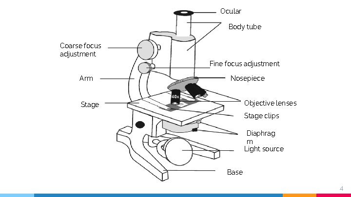 Ocular Body tube Coarse focus adjustment Fine focus adjustment Arm Nosepiece Objective lenses Stage