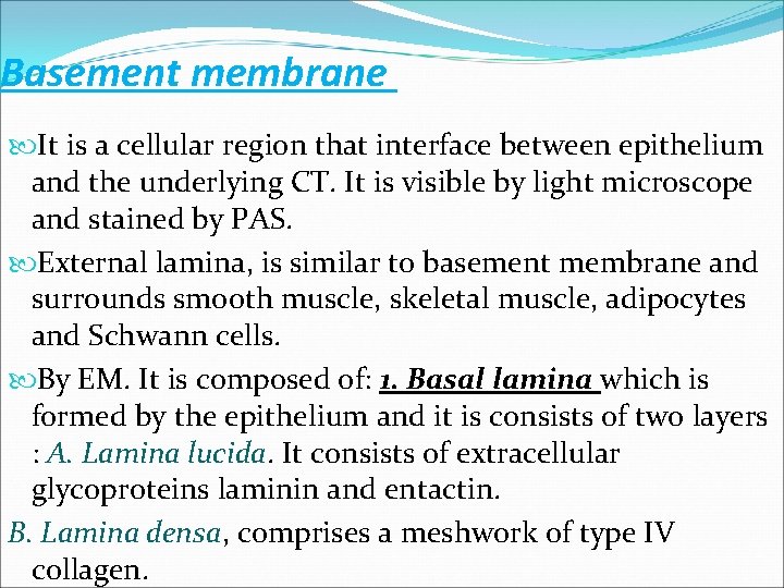 Basement membrane It is a cellular region that interface between epithelium and the underlying Basement membrane It is a cellular region that interface between epithelium and the underlying