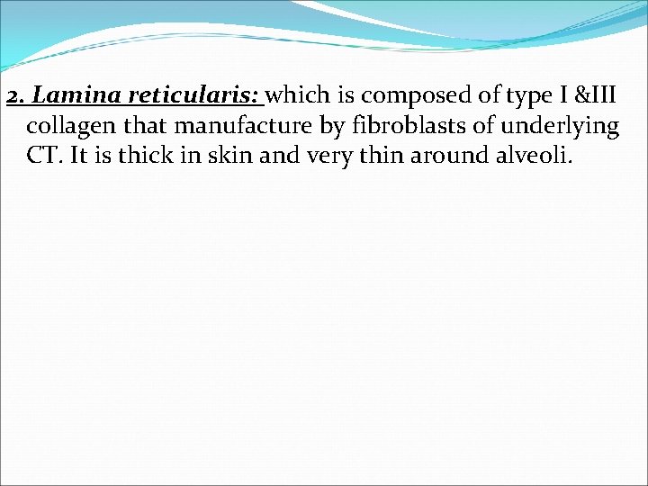 2. Lamina reticularis: which is composed of type I &III collagen that manufacture by 2. Lamina reticularis: which is composed of type I &III collagen that manufacture by