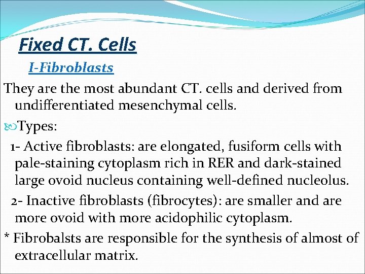 Fixed CT. Cells I-Fibroblasts They are the most abundant CT. cells and derived from Fixed CT. Cells I-Fibroblasts They are the most abundant CT. cells and derived from
